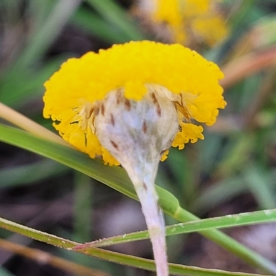 Leptorhynchos squamatus (Scaly Buttons) at Mcleods Creek Res (Gundaroo) - 2 Jan 2023 by trevorpreston