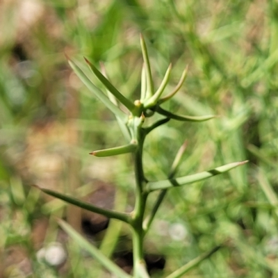 Daviesia genistifolia (Broom Bitter Pea) at Mcleods Creek Res (Gundaroo) - 2 Jan 2023 by trevorpreston