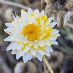 Leucochrysum albicans subsp. albicans (Hoary Sunray) at Mcleods Creek Res (Gundaroo) - 2 Jan 2023 by trevorpreston