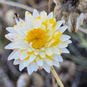 Leucochrysum albicans subsp. albicans at Gundaroo, NSW - 3 Jan 2023 10:02 AM