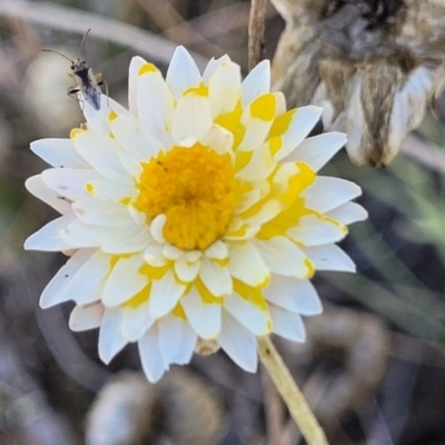 Leucochrysum albicans subsp. albicans (Hoary Sunray) at Gundaroo, NSW - 2 Jan 2023 by trevorpreston