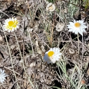 Leucochrysum albicans subsp. albicans at Gundaroo, NSW - 3 Jan 2023