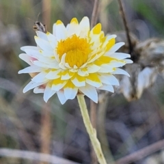 Leucochrysum albicans subsp. albicans at Gundaroo, NSW - 3 Jan 2023 10:02 AM