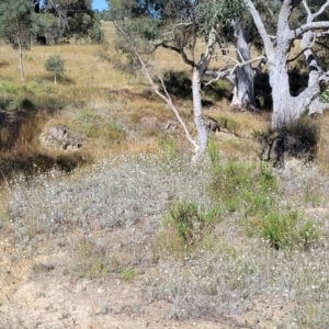 Leucochrysum albicans subsp. albicans at Gundaroo, NSW - 3 Jan 2023