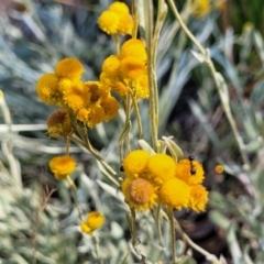 Chrysocephalum apiculatum (Common Everlasting) at Gundaroo, NSW - 3 Jan 2023 by trevorpreston