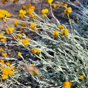 Chrysocephalum apiculatum at Gundaroo, NSW - 3 Jan 2023 10:01 AM