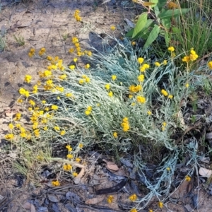 Chrysocephalum apiculatum at Gundaroo, NSW - 3 Jan 2023 10:01 AM