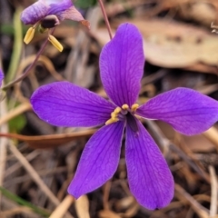 Cheiranthera linearis (Finger Flower) at Mcleods Creek Res (Gundaroo) - 2 Jan 2023 by trevorpreston