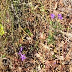 Cheiranthera linearis at Gundaroo, NSW - 3 Jan 2023