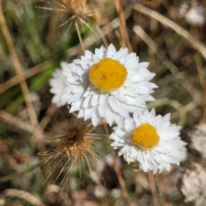 Leucochrysum albicans subsp. tricolor at Gundaroo, NSW - 3 Jan 2023