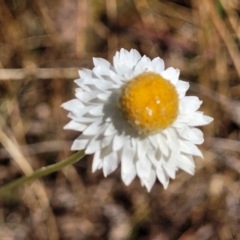 Leucochrysum albicans subsp. tricolor at Gundaroo, NSW - 3 Jan 2023 09:45 AM