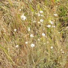 Leucochrysum albicans subsp. tricolor at Gundaroo, NSW - 3 Jan 2023 09:45 AM