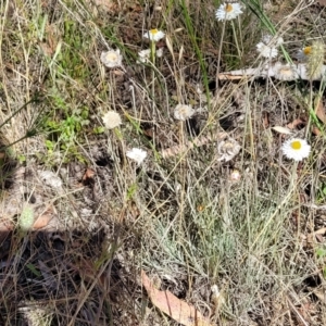 Leucochrysum albicans subsp. tricolor at Gundaroo, NSW - 3 Jan 2023 09:45 AM