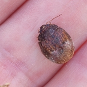 Trachymela sp. (genus) at Sutton, NSW - 3 Jan 2023