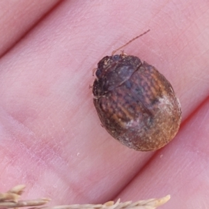 Trachymela sp. (genus) at Sutton, NSW - 3 Jan 2023