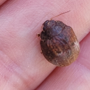 Trachymela sp. (genus) at Sutton, NSW - 3 Jan 2023