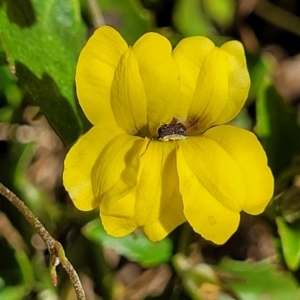 Goodenia hederacea subsp. hederacea at Sutton, NSW - 3 Jan 2023