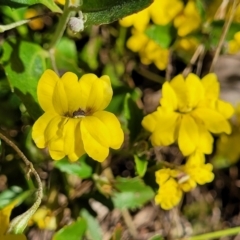 Goodenia hederacea subsp. hederacea at Sutton, NSW - 3 Jan 2023 09:26 AM