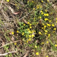 Goodenia hederacea subsp. hederacea at Sutton, NSW - 3 Jan 2023