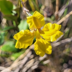 Goodenia hederacea subsp. hederacea at Sutton, NSW - 3 Jan 2023