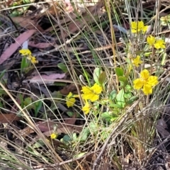 Goodenia hederacea subsp. hederacea at Sutton, NSW - 3 Jan 2023