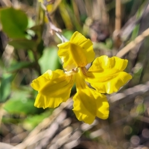 Goodenia hederacea subsp. hederacea at Sutton, NSW - 3 Jan 2023