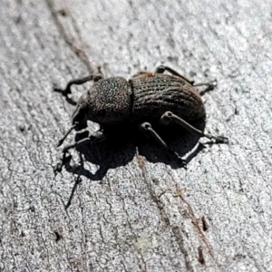 Polyphrades paganus at Sutton, NSW - 3 Jan 2023