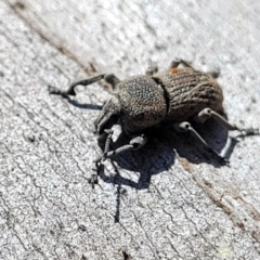 Polyphrades paganus at Sutton, NSW - 3 Jan 2023 09:23 AM