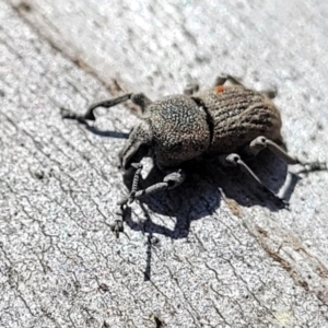 Polyphrades paganus at Sutton, NSW - 3 Jan 2023