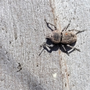 Polyphrades paganus at Sutton, NSW - 3 Jan 2023 09:23 AM