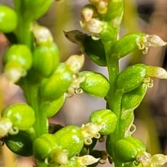 Microtis sp. (Onion Orchid) at Sutton, NSW - 3 Jan 2023 by trevorpreston