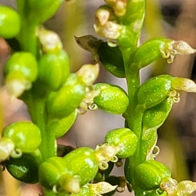 Microtis sp. (Onion Orchid) at Sutton, NSW - 3 Jan 2023 by trevorpreston