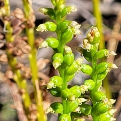 Microtis sp. at Sutton, NSW - suppressed