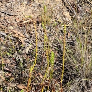 Microtis sp. at Sutton, NSW - 3 Jan 2023