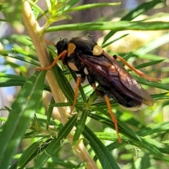 Perga dorsalis (Steel-blue sawfly, spitfire) at Sutton, NSW - 2 Jan 2023 by trevorpreston