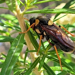 Perga dorsalis at Sutton, NSW - 3 Jan 2023