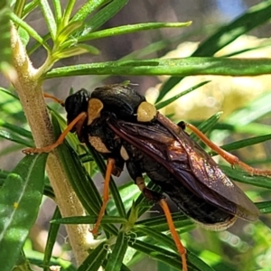 Perga dorsalis at Sutton, NSW - 3 Jan 2023