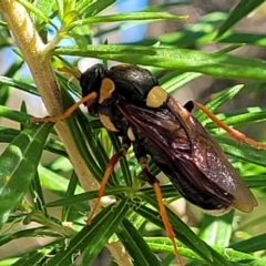 Perga dorsalis at Sutton, NSW - 3 Jan 2023