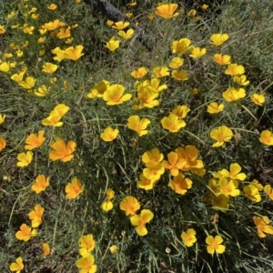 Eschscholzia californica at Stromlo, ACT - 3 Jan 2023 11:13 AM