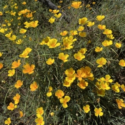 Eschscholzia californica (California Poppy) at Stromlo, ACT - 3 Jan 2023 by SteveBorkowskis