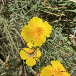 Eschscholzia californica at Stromlo, ACT - 3 Jan 2023 11:13 AM