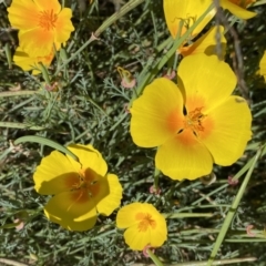 Eschscholzia californica at Stromlo, ACT - 3 Jan 2023 11:13 AM