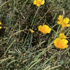 Eschscholzia californica at Stromlo, ACT - 3 Jan 2023 11:13 AM