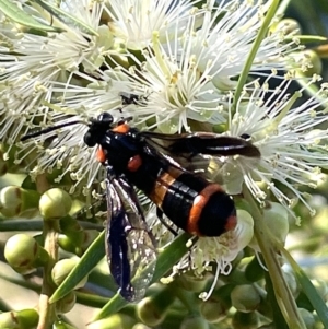 Pterygophorus cinctus at Lyneham, ACT - 3 Jan 2023