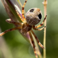 Araneus sp. (genus) (Orb weaver) at Namadgi National Park - 1 Jan 2023 by AJB