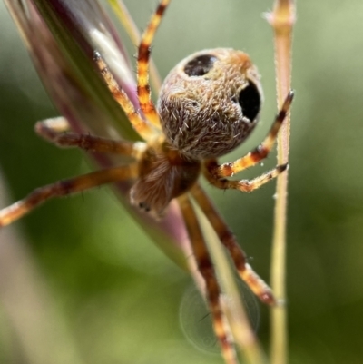 Araneus sp. (genus) (Orb weaver) at Tennent, ACT - 2 Jan 2023 by AJB