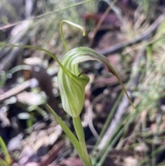 Diplodium decurvum (Summer greenhood) at Namadgi National Park - 22 Dec 2022 by AJB