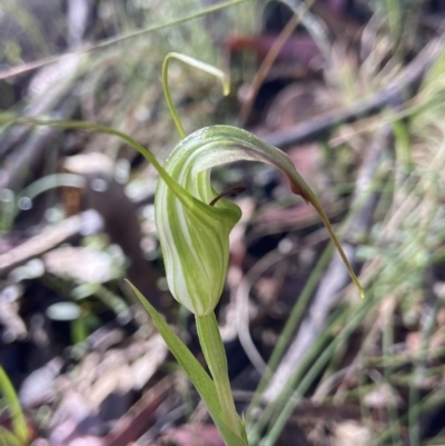 Diplodium decurvum (Summer greenhood) at Paddys River, ACT - 22 Dec 2022 by AJB