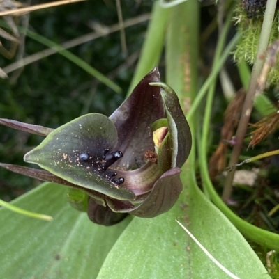 Chiloglottis valida (Large Bird Orchid) at Namadgi National Park - 23 Dec 2022 by AJB