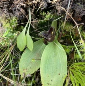 Chiloglottis valida at Tennent, ACT - suppressed